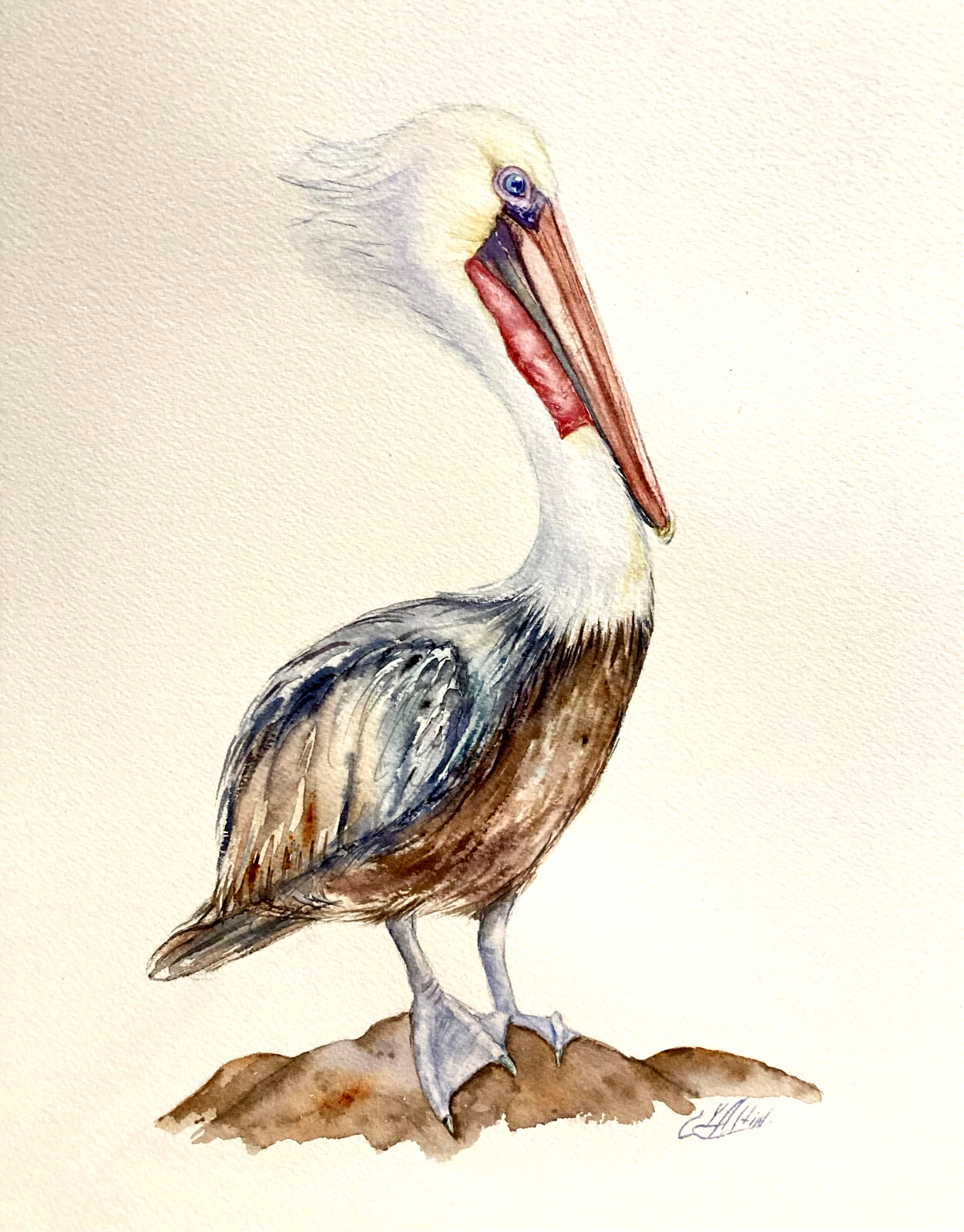 Pelican Florida Bird Watercolor Original Painting Pelican Florida Bird Watercolor Original Painting