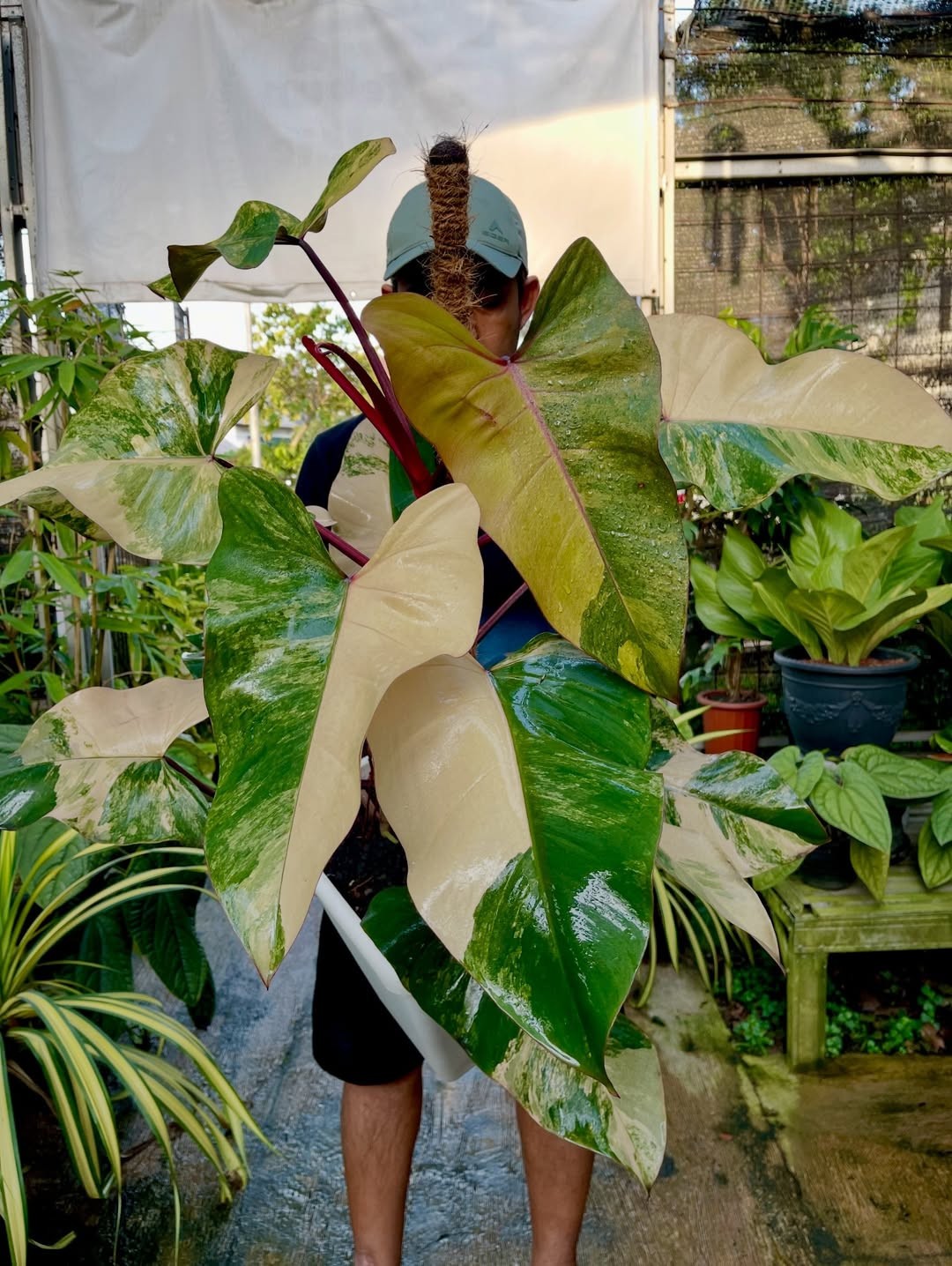 Philodendron Strawberry Shake Variegated Very Beauty Real Picture Philodendron Strawberry Shake Variegated Very Beauty Real Picture
