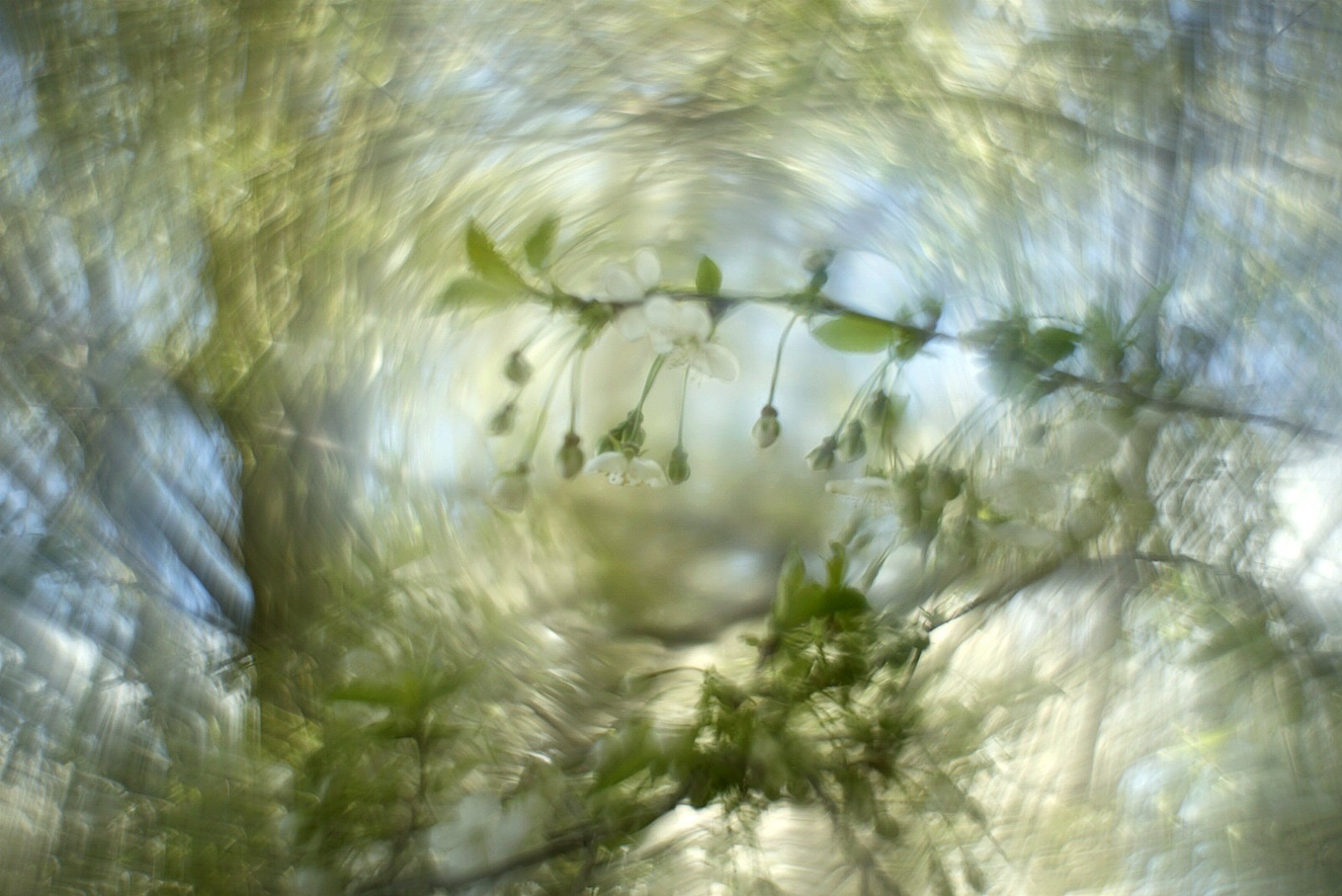 Petzval Modification READ Helios 44M  58mm F/2 Dreamy Swirly Bokeh M42 lens 