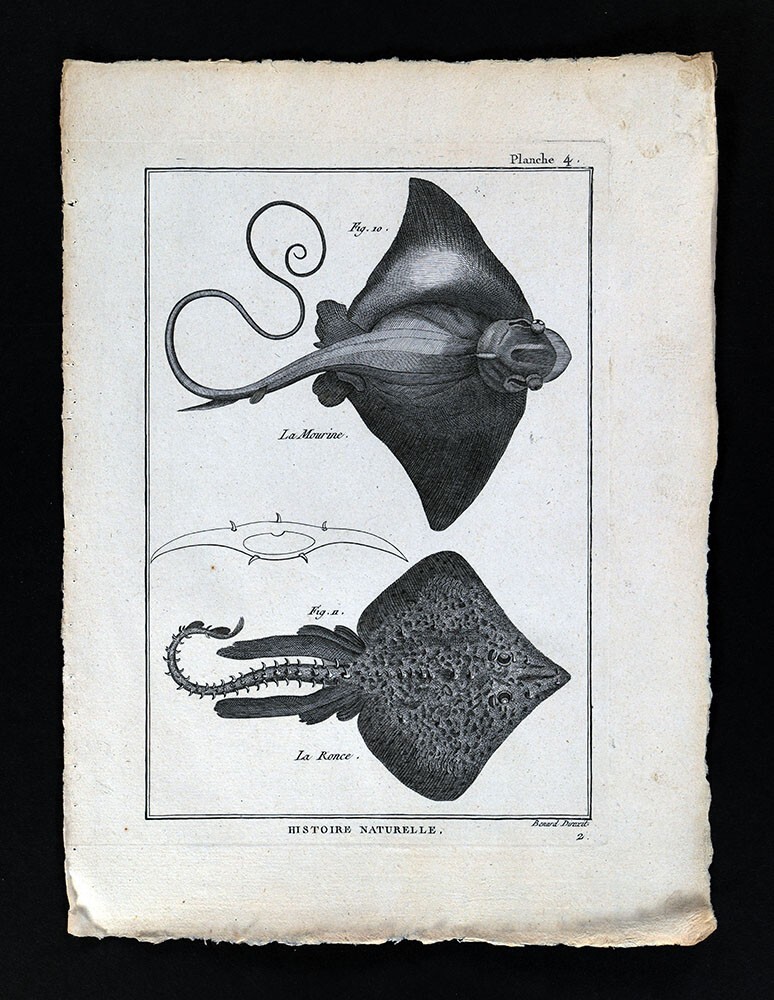 1789 Bonnaterre Fish Print - La Mourine Eagle Ray - La Ronce Thornback Stingray