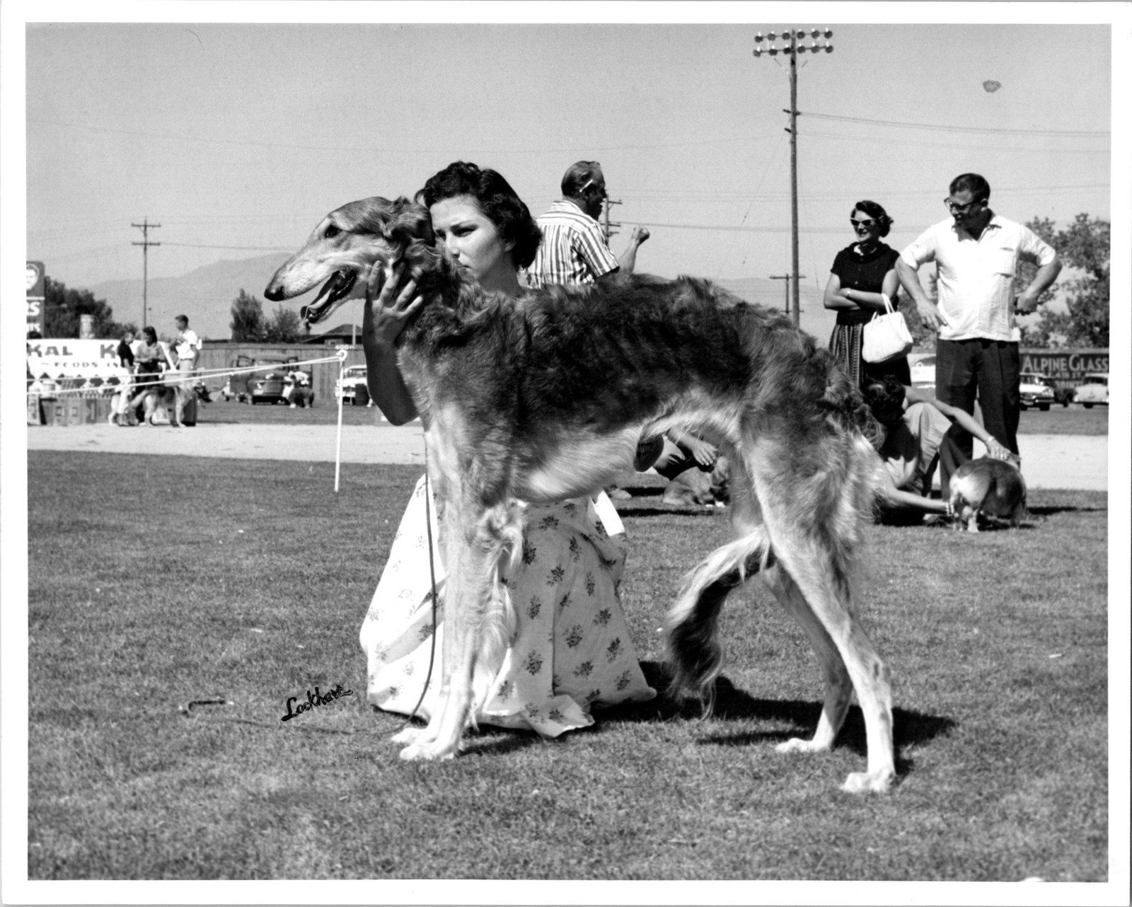 Woman Outdoors At A Dog Show Showing Off Borzoi Dog 1948/49 Found Photo VB756
