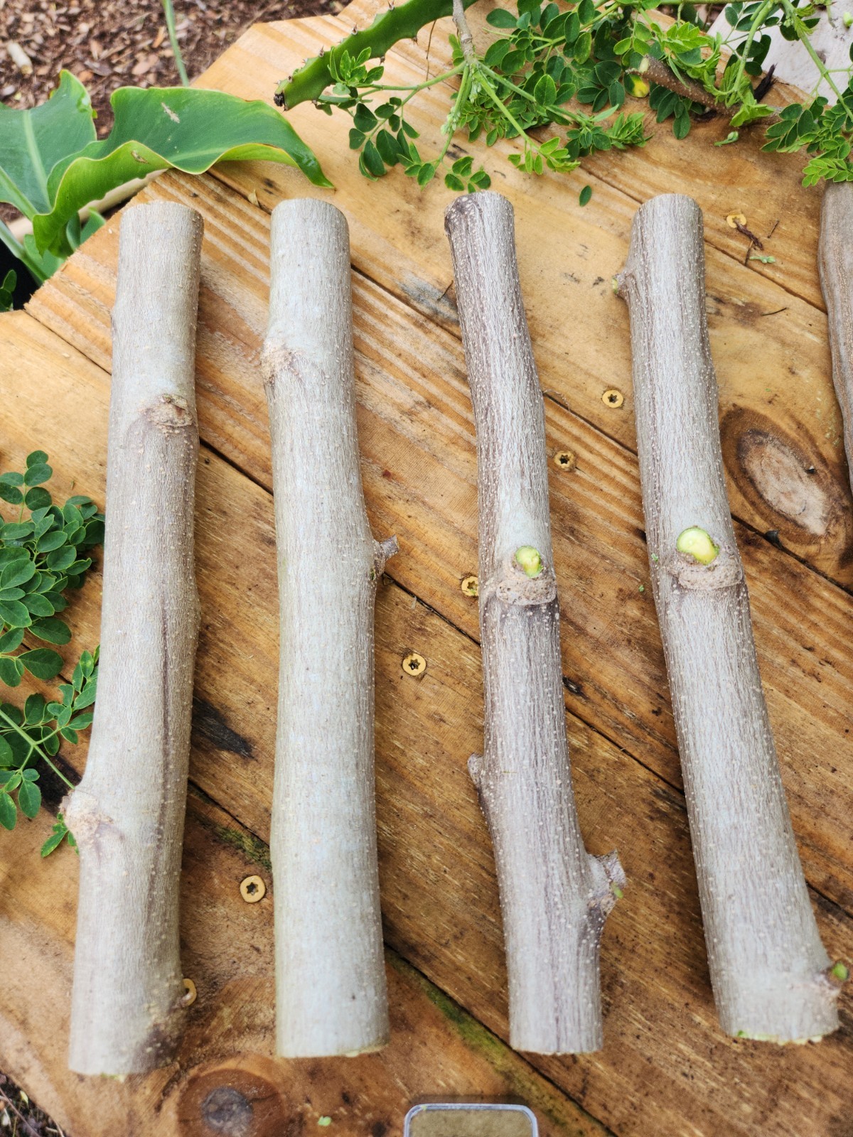 (4) THICK MORINGA Cuttings Oleifera Miracle Drumstick Tree (4) THICK MORINGA Cuttings Oleifera Miracle Drumstick Tree