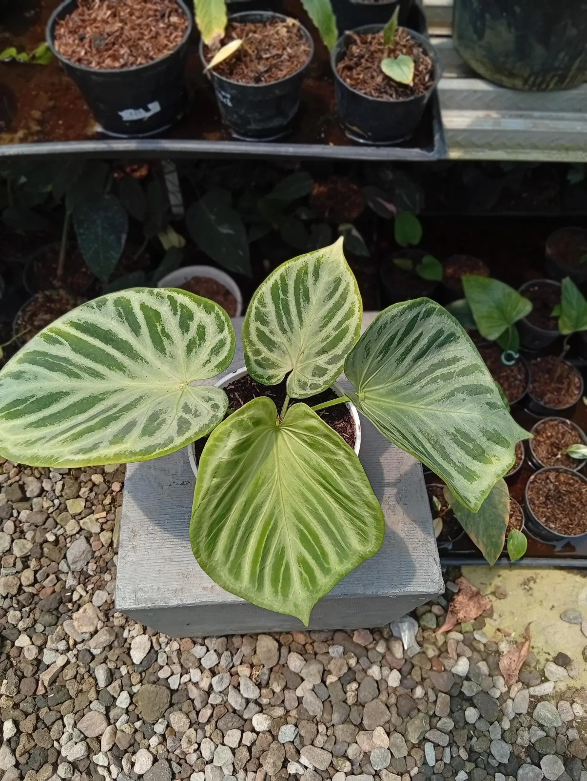 Real Picture Anthurium Silver Tiger Rare Plant