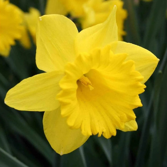 6 Beautiful Trumpet Daffodil Dutch Master (Pack of 6 Bulbs) Perennial, Zones:4-9 6 Beautiful Trumpet Daffodil Dutch Master (Pack of 6 Bulbs) Perennial, Zones:4-9