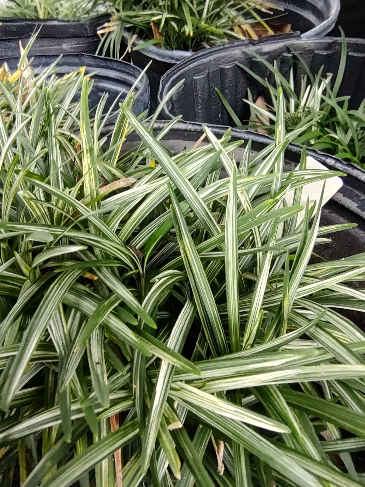 Dwarf Ophiopogon japonicum 'Variegata'/Variegated Dwarf Mondo Grass Dwarf Ophiopogon japonicum 'Variegata'/Variegated Dwarf Mondo Grass