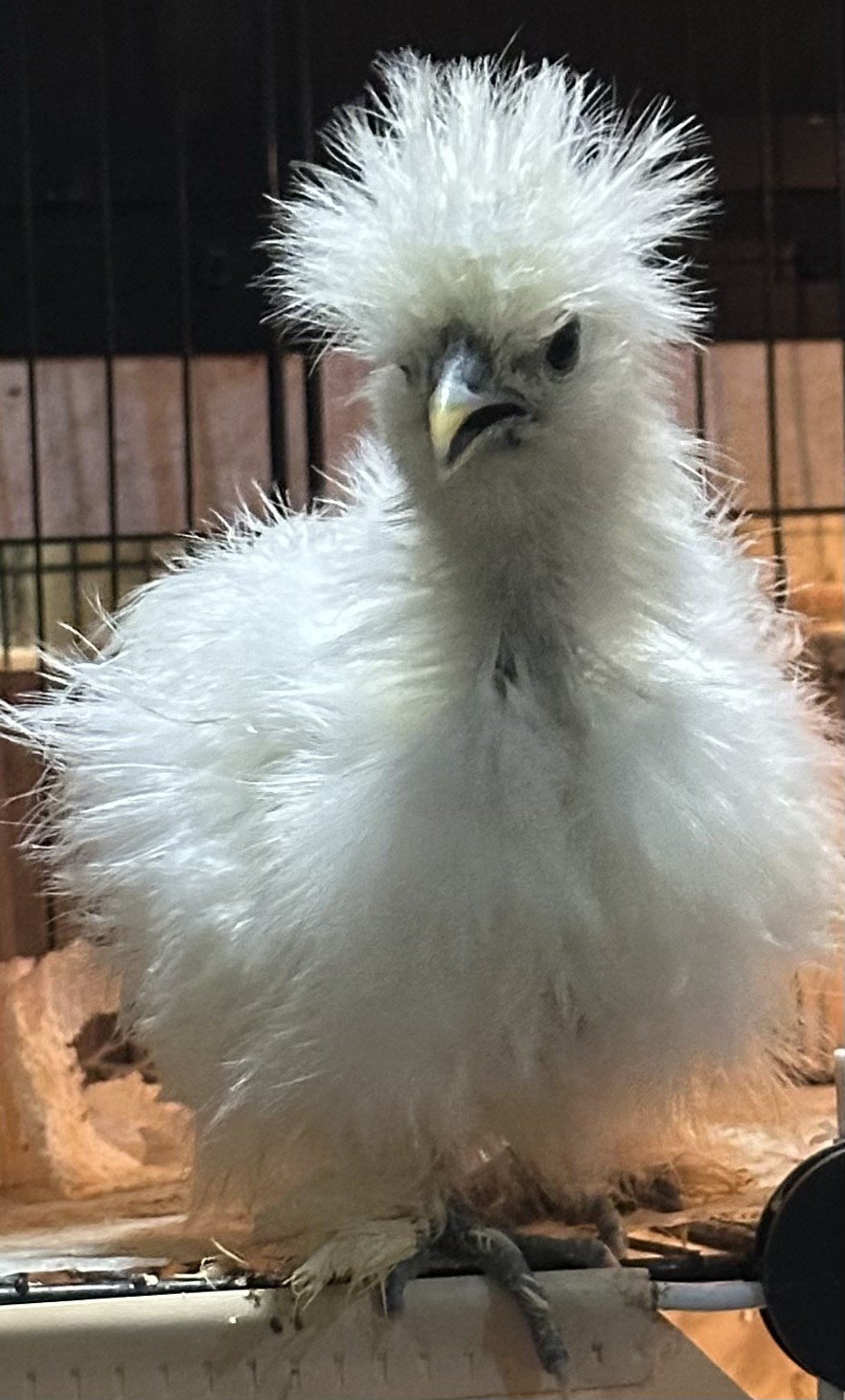 10 Silkie Hatching Eggs Special | Satin. Buff, Partridge,Molted 10 Silkie Hatching Eggs Special | Satin. Buff, Partridge,Molted