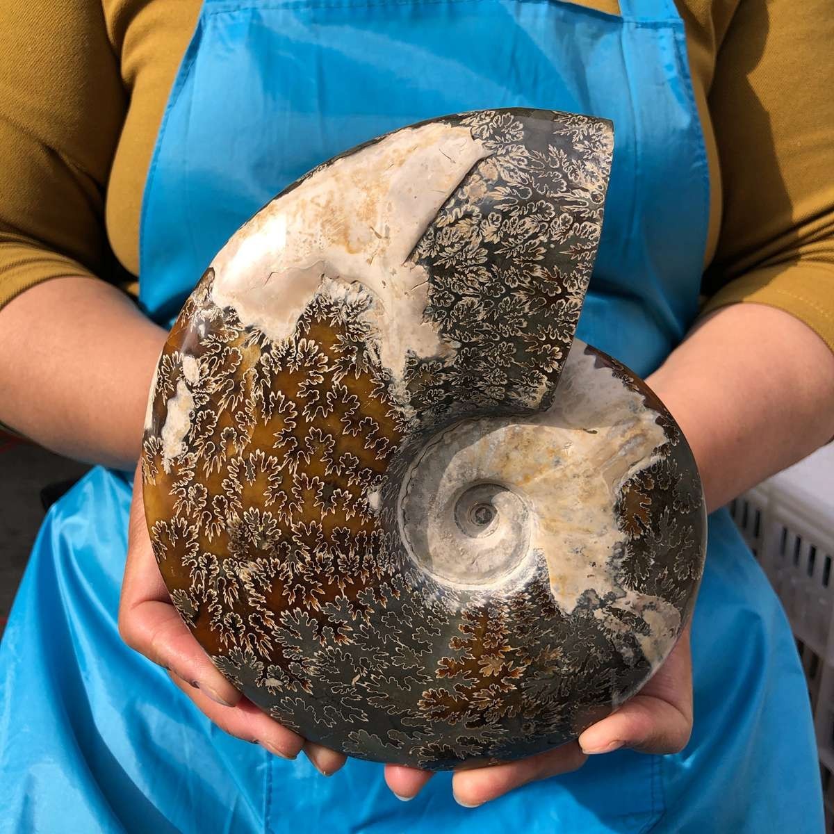 3.52LB Rare Natural Tentacle Ammonite Specimen Healing Madagascar