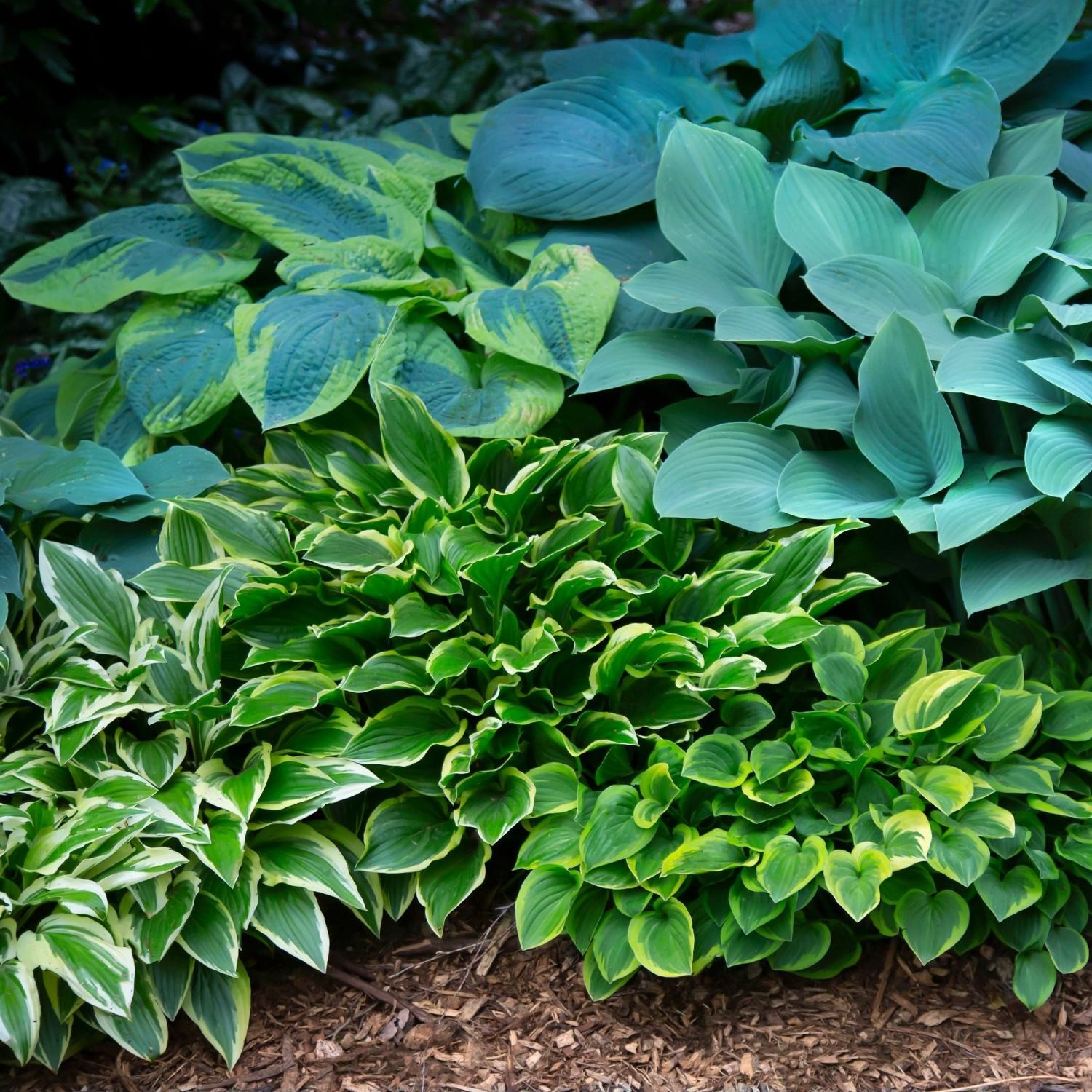 Hosta Bumper Crop Mix 10-30 Plant Roots - Summer Blooms, Foliage for Shade