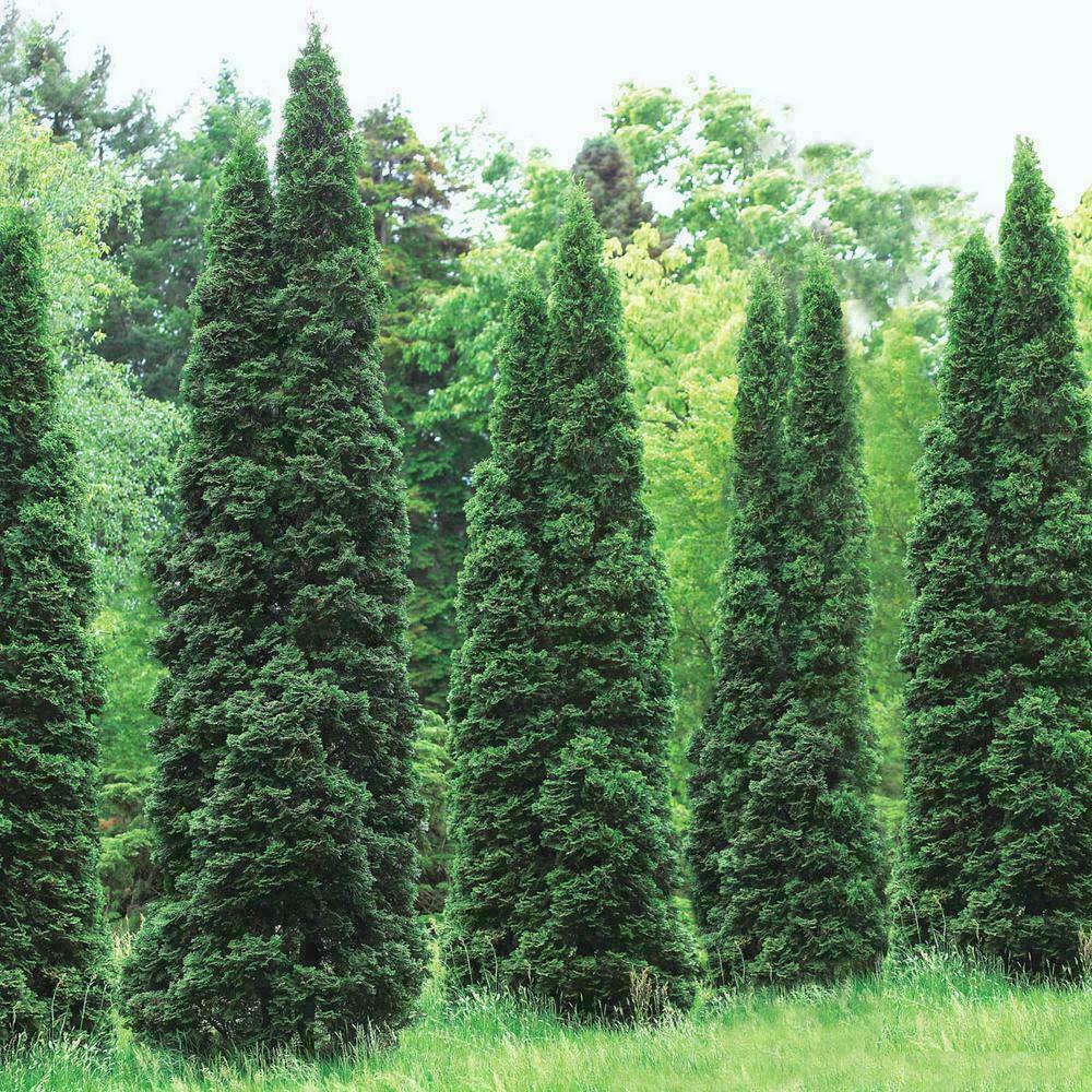 50 Thuja Green Giant Arborvitae Trees/Shrubs, 6-12\