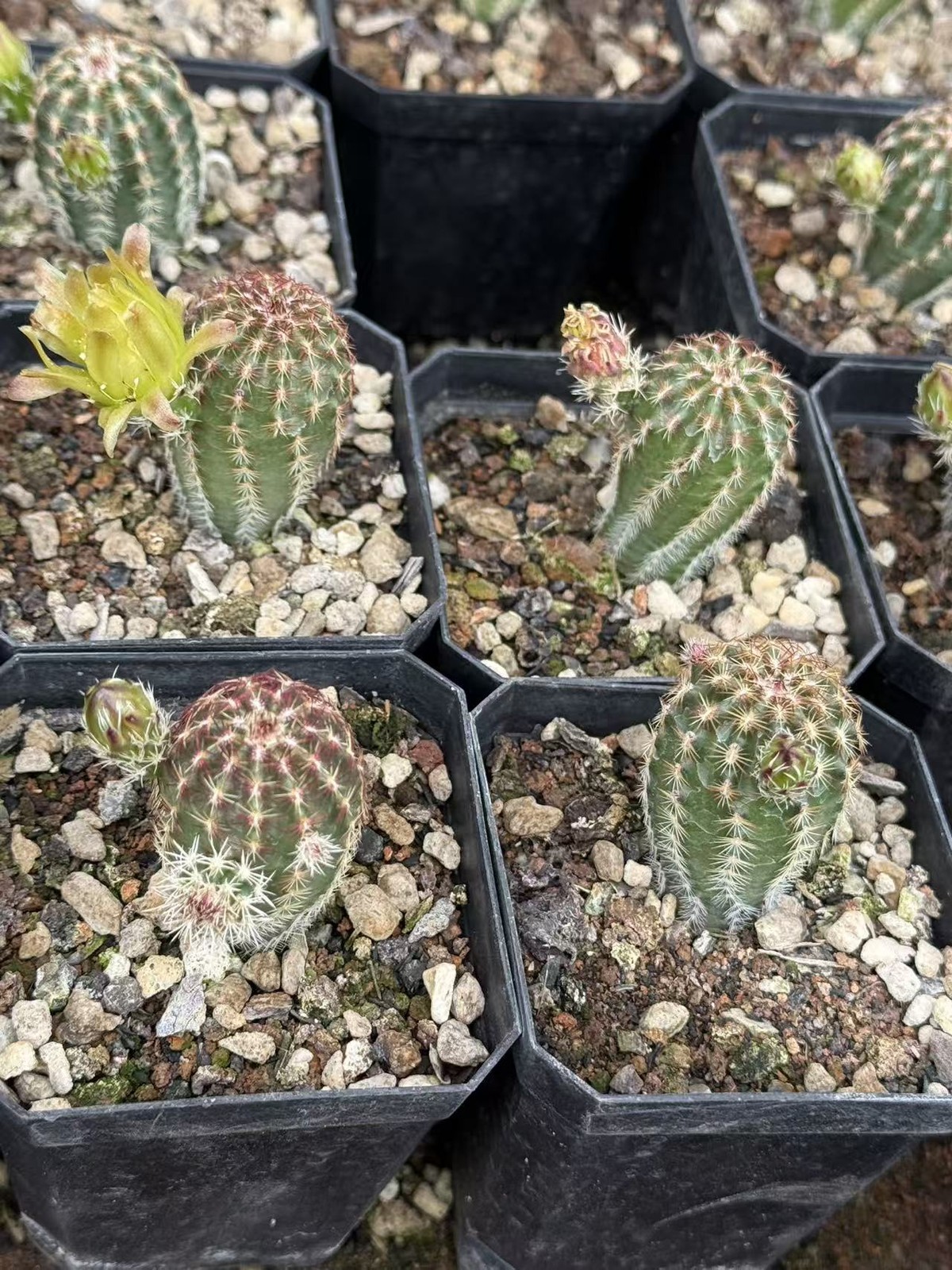 3PCS Echinocereus RareSucculent cactus plant seedgrowth Garden Décor Boutique