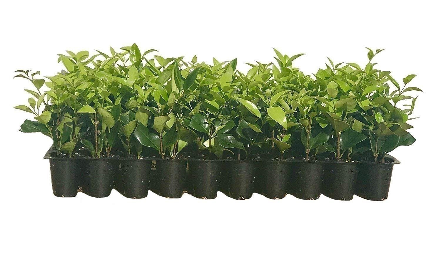 Ligustrum Waxleaf Privet | 20 Live 2 Inch Plants | Ligustrum japonicum | Hardy Ligustrum Waxleaf Privet | 20 Live 2 Inch Plants | Ligustrum japonicum | Hardy