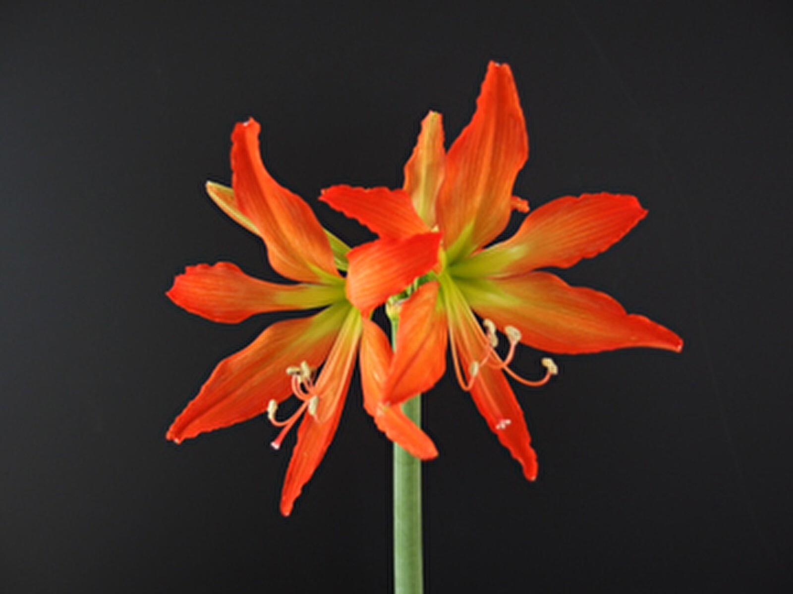 Hippeastrum blossfeldiae  1 bulb