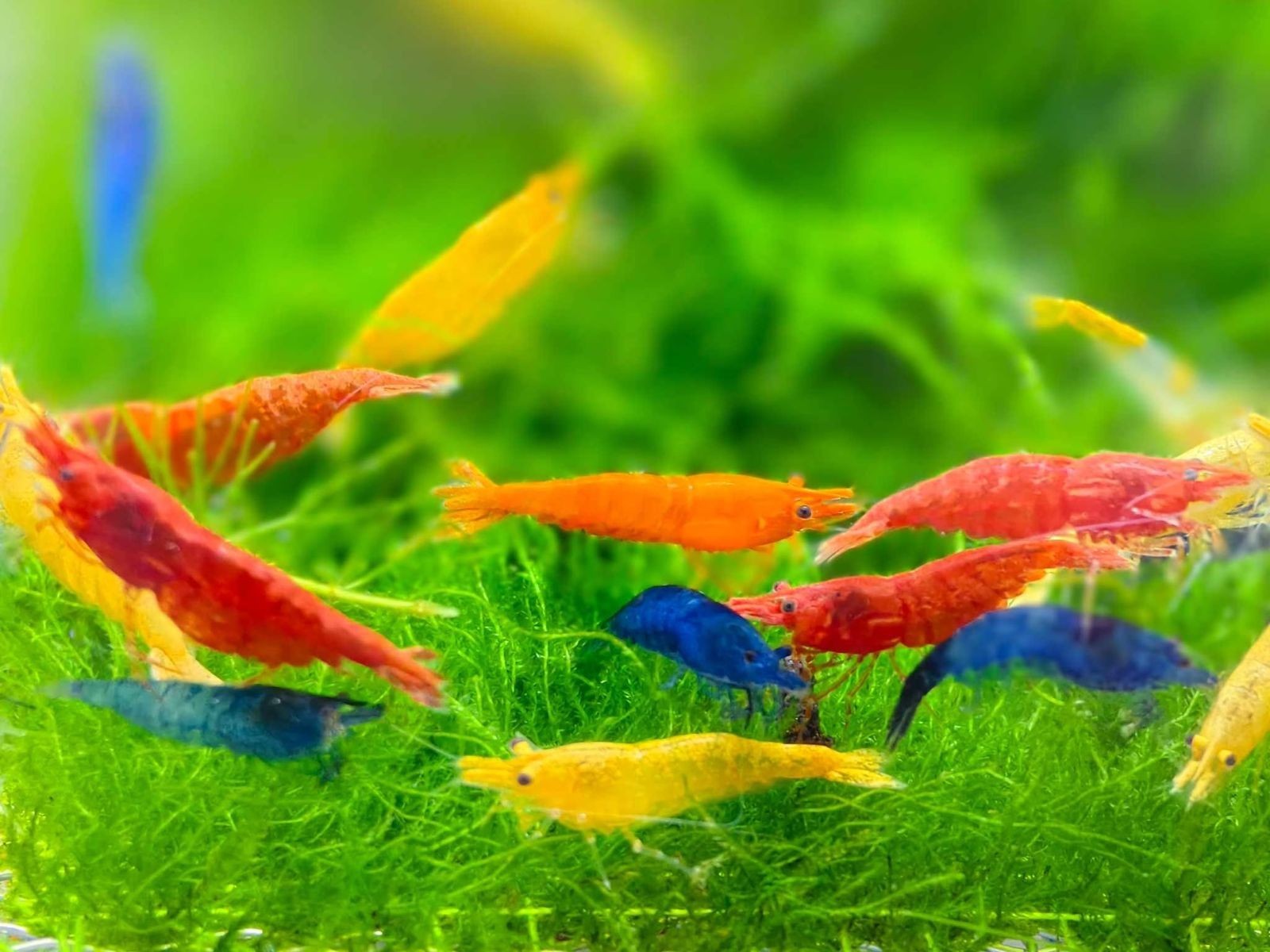 100+ Mix Neocaridina Live Shrimps for Freshwater Aquariums Neocaridina shrimps 100+ Mix Neocaridina Live Shrimps for Freshwater Aquariums Neocaridina shrimps