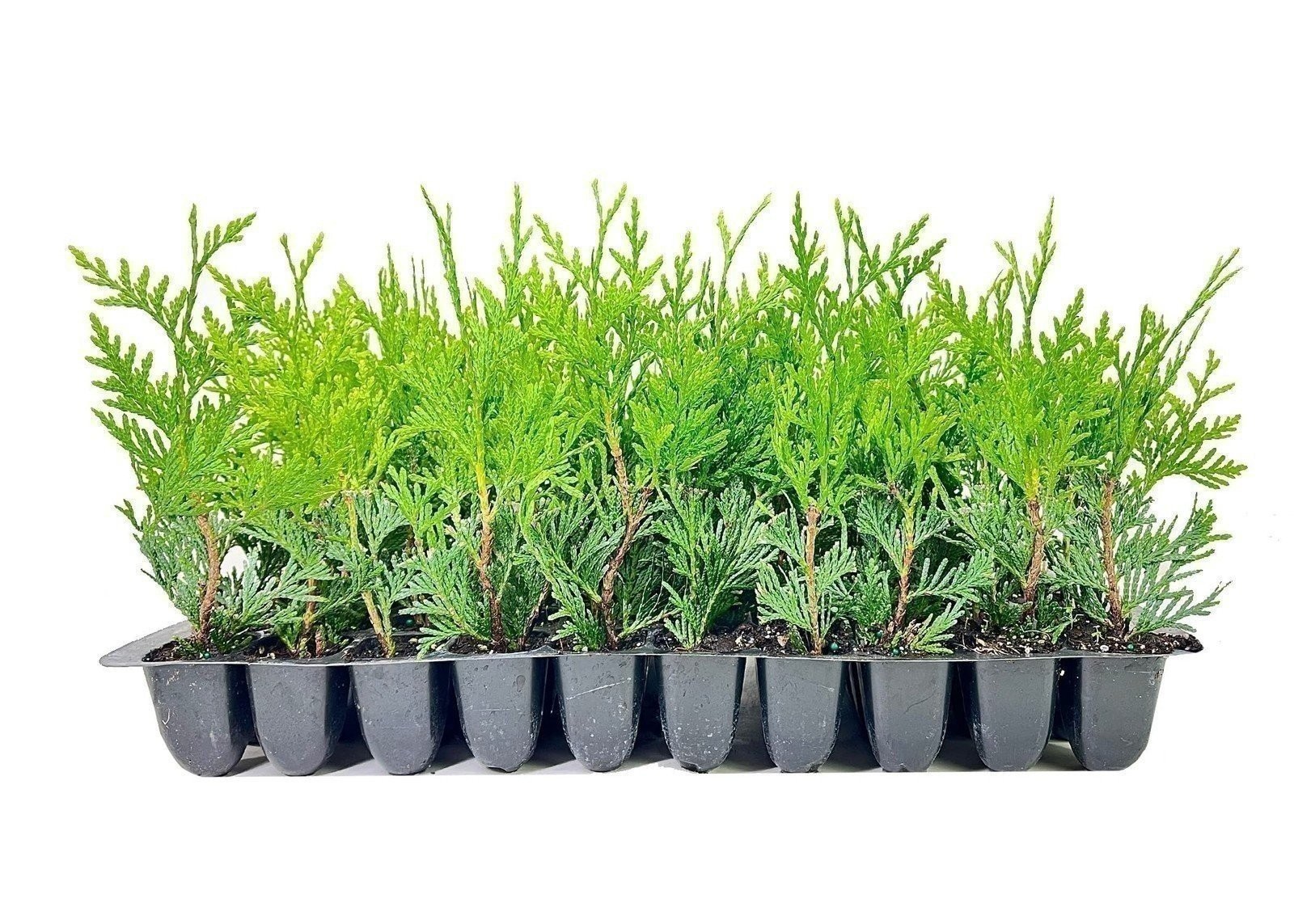 Thuja Green Giant |10 Live 2 Inch Trees | Thuja plicata | Low Maintenance Plant