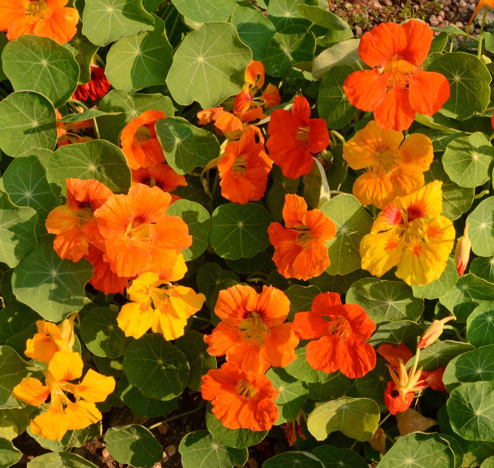 Nasturtium - Jewel Mix, 50 Seeds Per Packet, Non-GMO