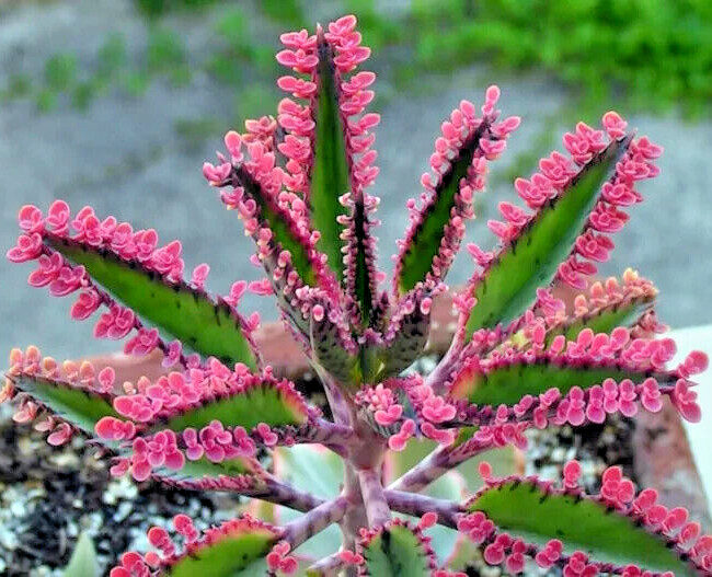 15+ Kalanchoe Pink Butterflies Pink Mother of Thousands Rare Succulent Seeds 15+ Kalanchoe Pink Butterflies Pink Mother of Thousands Rare Succulent Seeds