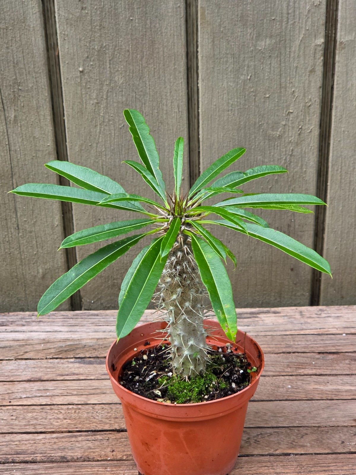 Pachypodium lamerei var. ramosum rare  suculent  4''pot