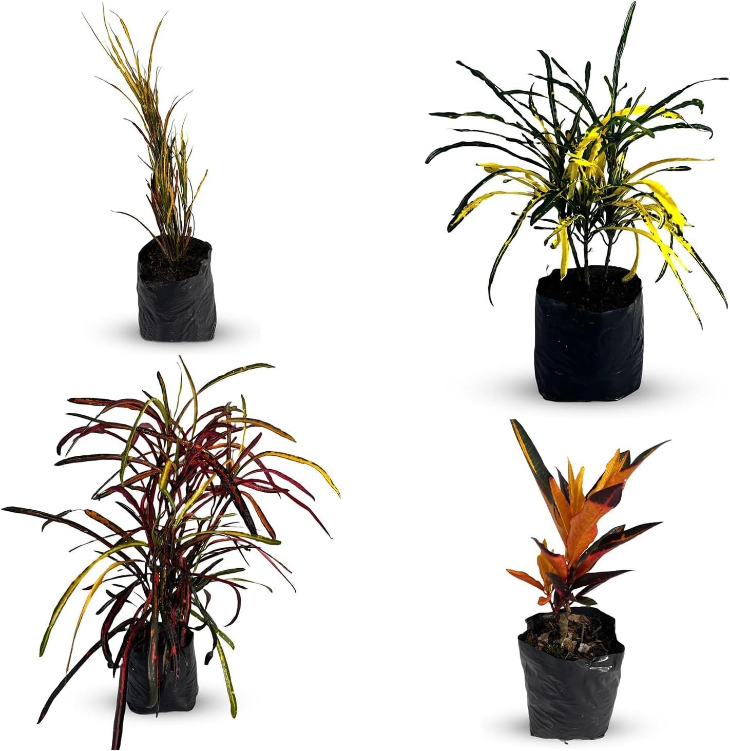 Croton Peach, Croton Picasso, Croton Zanzibar, Croton Cock Tail Yellow Liveplant Croton Peach, Croton Picasso, Croton Zanzibar, Croton Cock Tail Yellow Liveplant