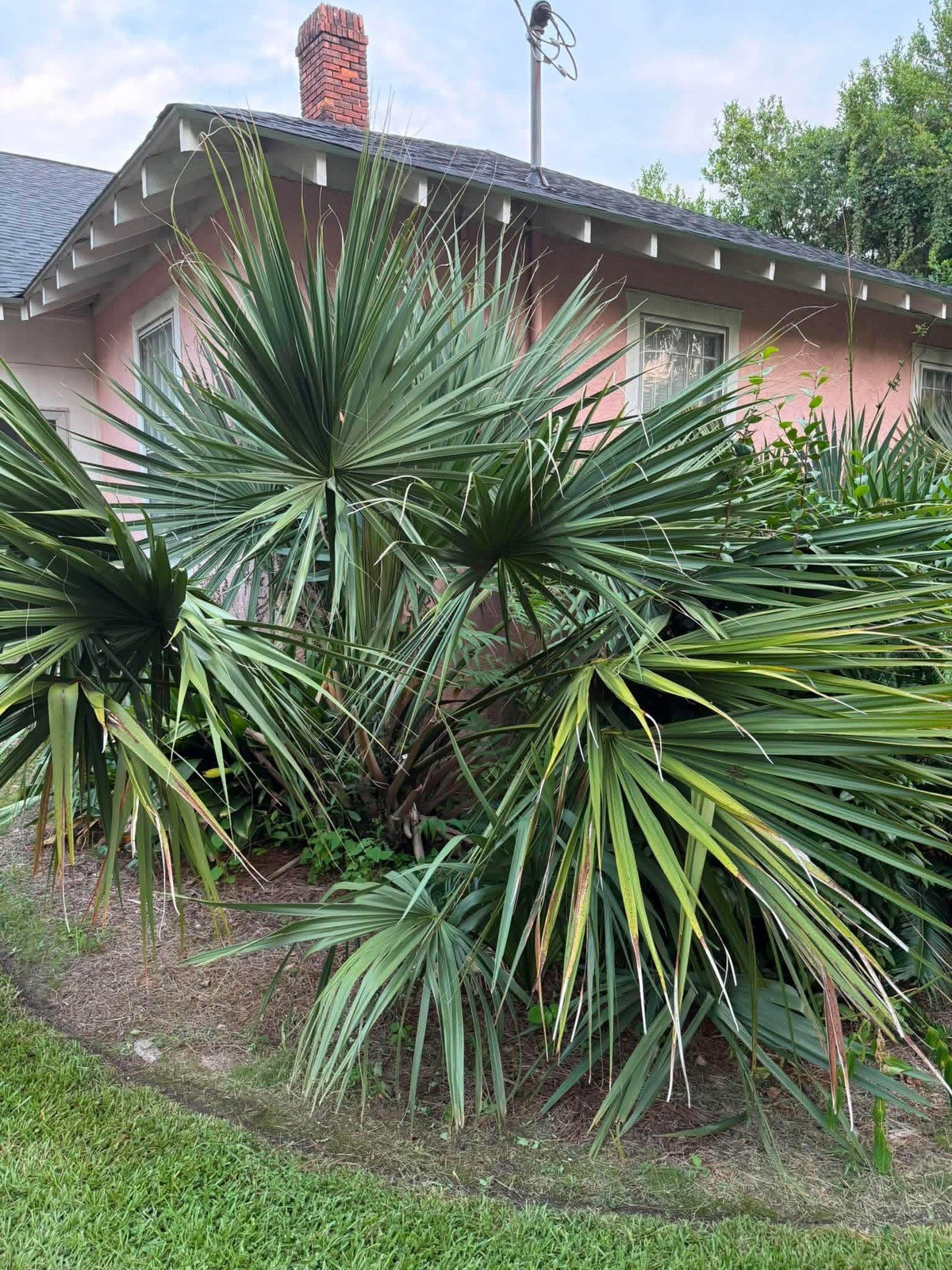 Sabal tamaulipensis – ½ Gallon – Rare Mexican Sabal Palm – Cold Hardy Fan Palm