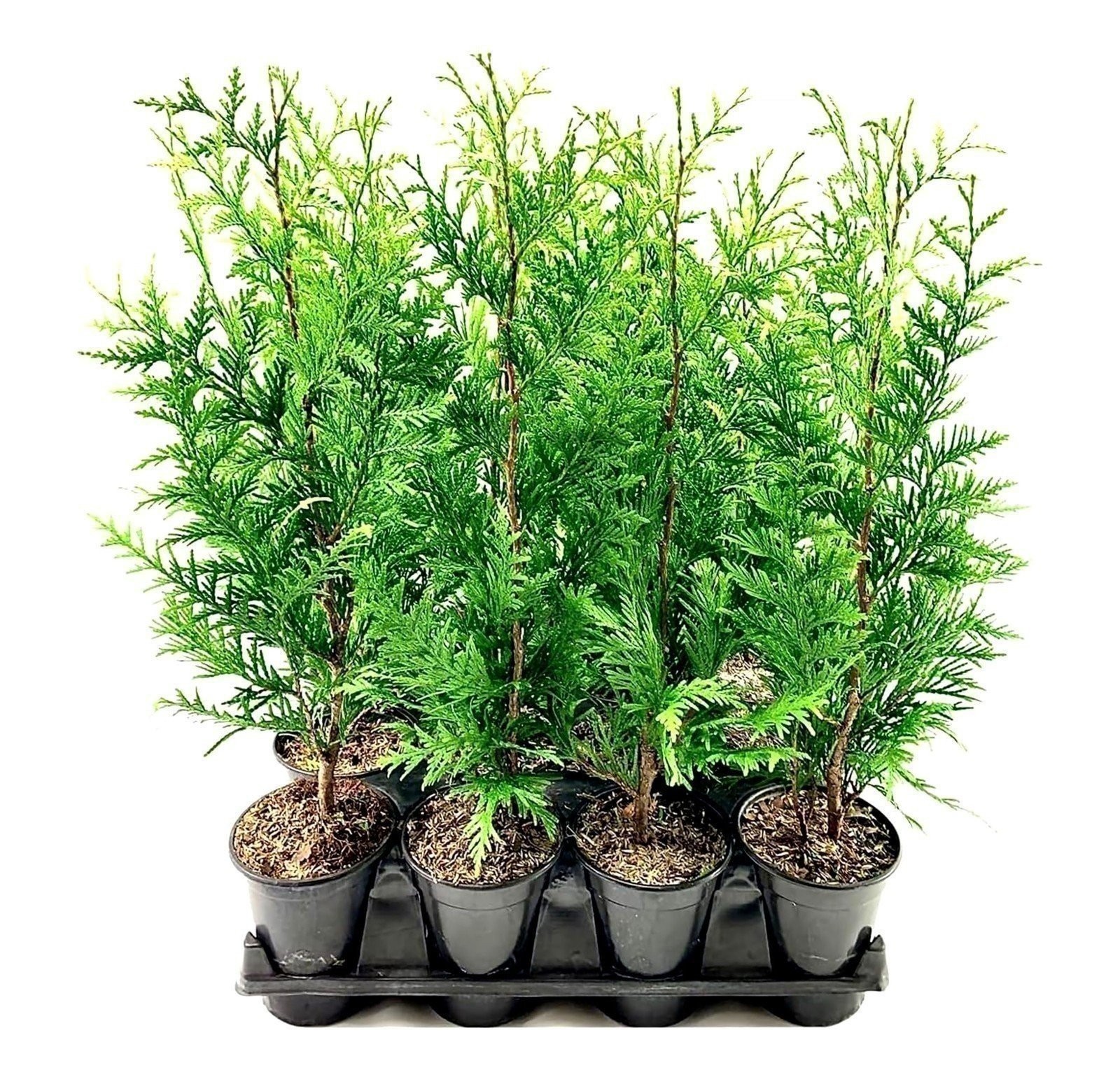 Thuja Green Giant | Quart | Thuja standishii x plicata | Low Maintenance | Hardy Thuja Green Giant | Quart | Thuja standishii x plicata | Low Maintenance | Hardy