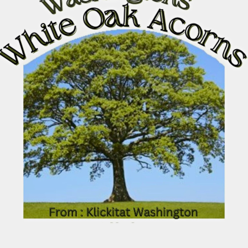 20lbs Washington White oak Acorns 2026 PIGS, SQUIRRLS, DEER FEED 20lbs Washington White oak Acorns 2026 PIGS, SQUIRRLS, DEER FEED