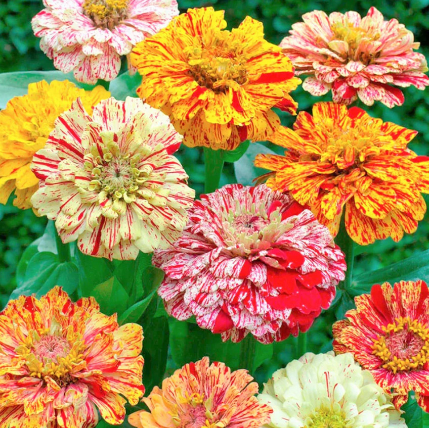 Zinnia CANDY STRIPED Heirloom Double Flowers Striped Cut Flower Garden 100 Seeds
