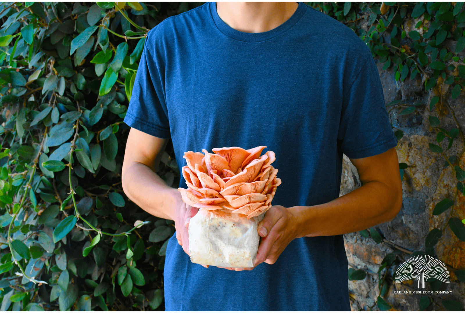 Pink Oyster Mushroom Grow Kit by Oakland Mushroom Company