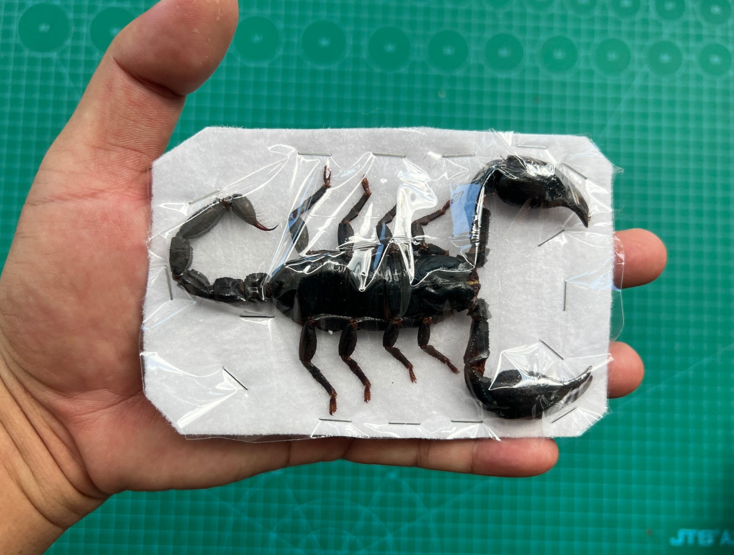 6 Real Giant Scorpion Mounted Dried Insect Bug Taxidermy Oddity Entomology Lover