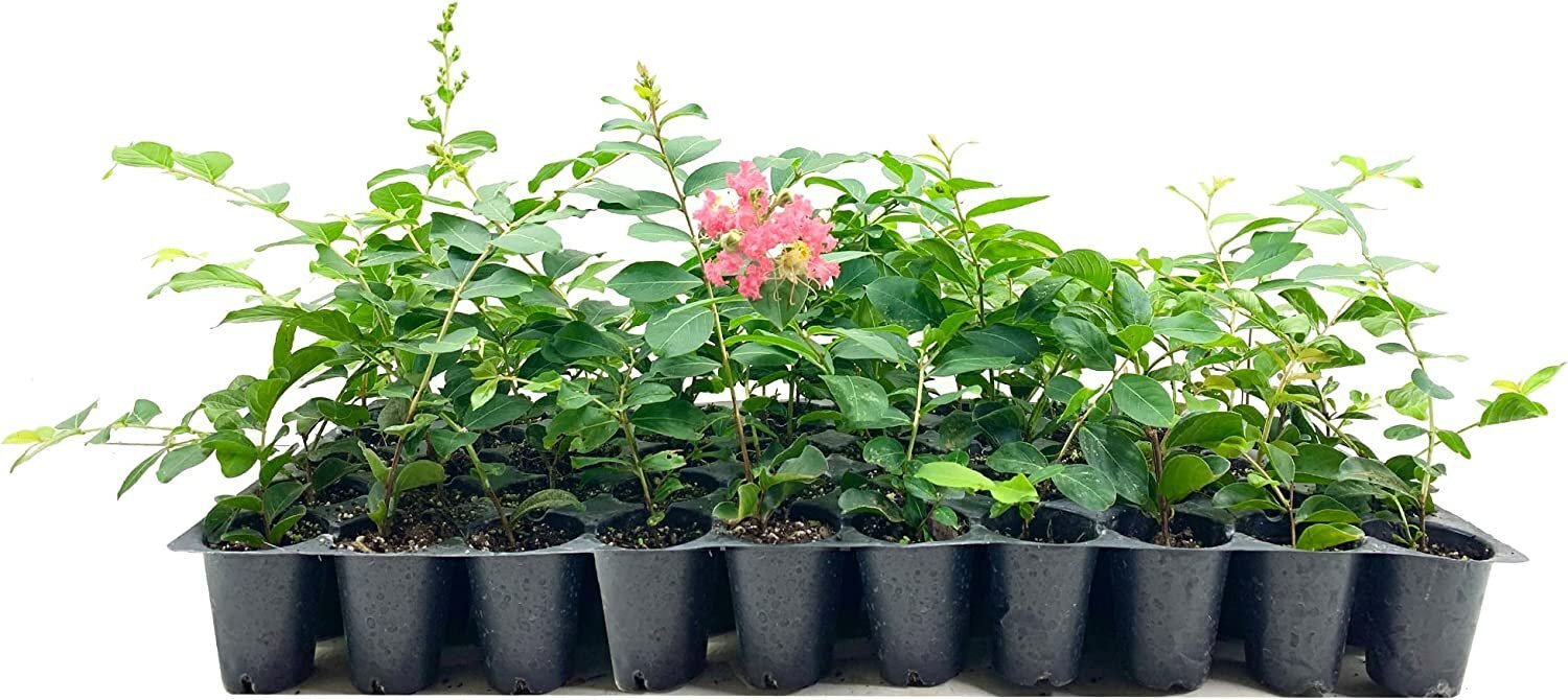 Crape Myrtle Tuscarora | Live Plants | Lagerstroemia Indica | Beautiful Low... Crape Myrtle Tuscarora | Live Plants | Lagerstroemia Indica | Beautiful Low...