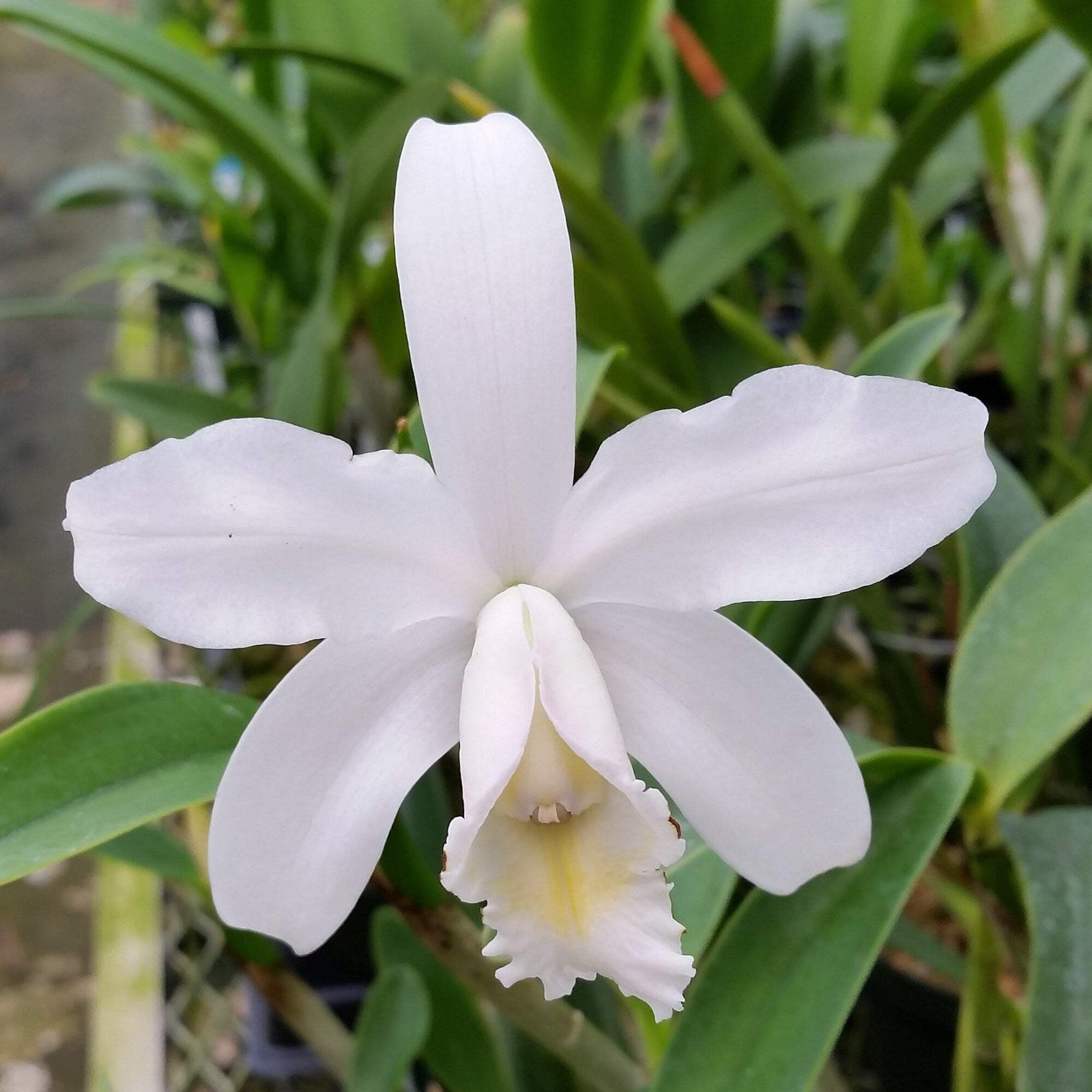 Cattleya harrisoniana var. alba RARE SPECIES WHITE ORCHID