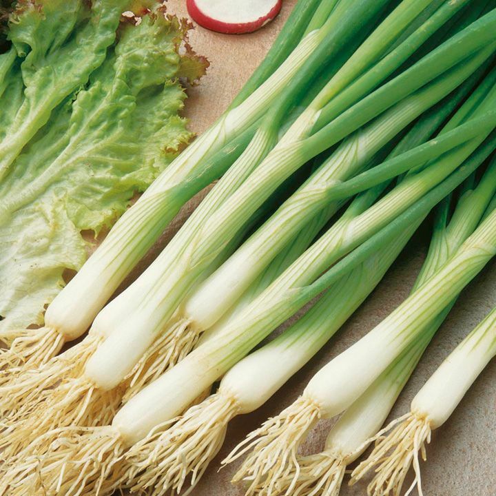 White Lisbon Onion Seeds | Scallion / Bunching | Non-GMO | | 1073 White Lisbon Onion Seeds | Scallion / Bunching | Non-GMO | | 1073