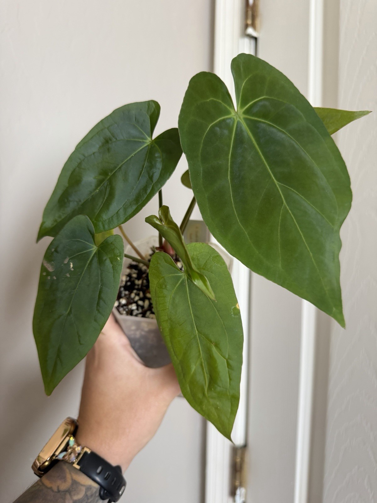 Anthurium Green Potted Indoor Houseplant, (Dark Mama x AOS) x Dark Phoenix Anthurium Green Potted Indoor Houseplant, (Dark Mama x AOS) x Dark Phoenix