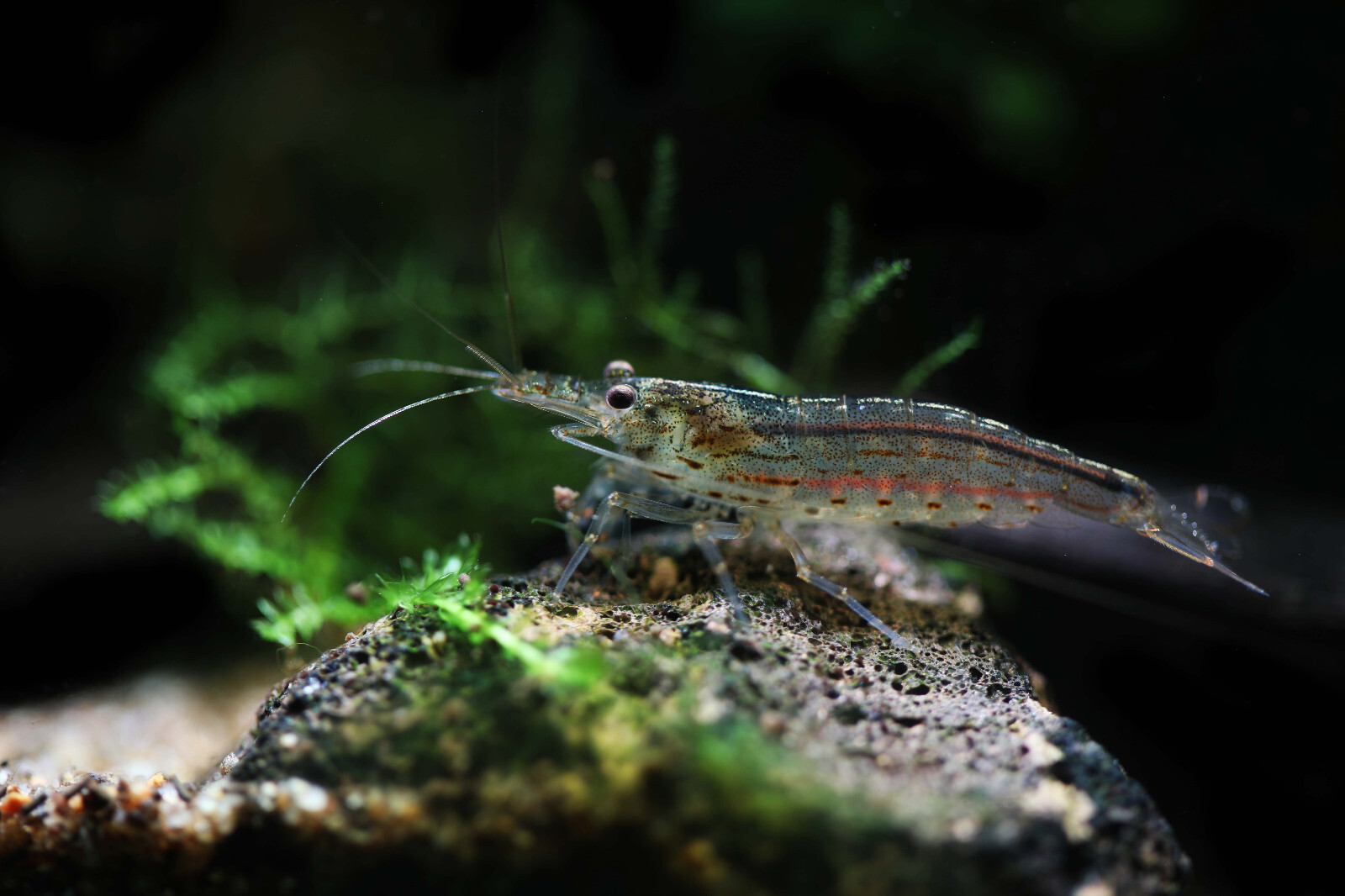 Amano Shrimp 10+ Algae Eater Freshwater USA SELLER 