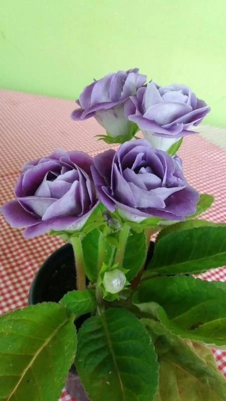 Rare Gloxinia flowers bulbs | dull purple flowers Pack of 2 Bulbs Rare Gloxinia flowers bulbs | dull purple flowers Pack of 2 Bulbs