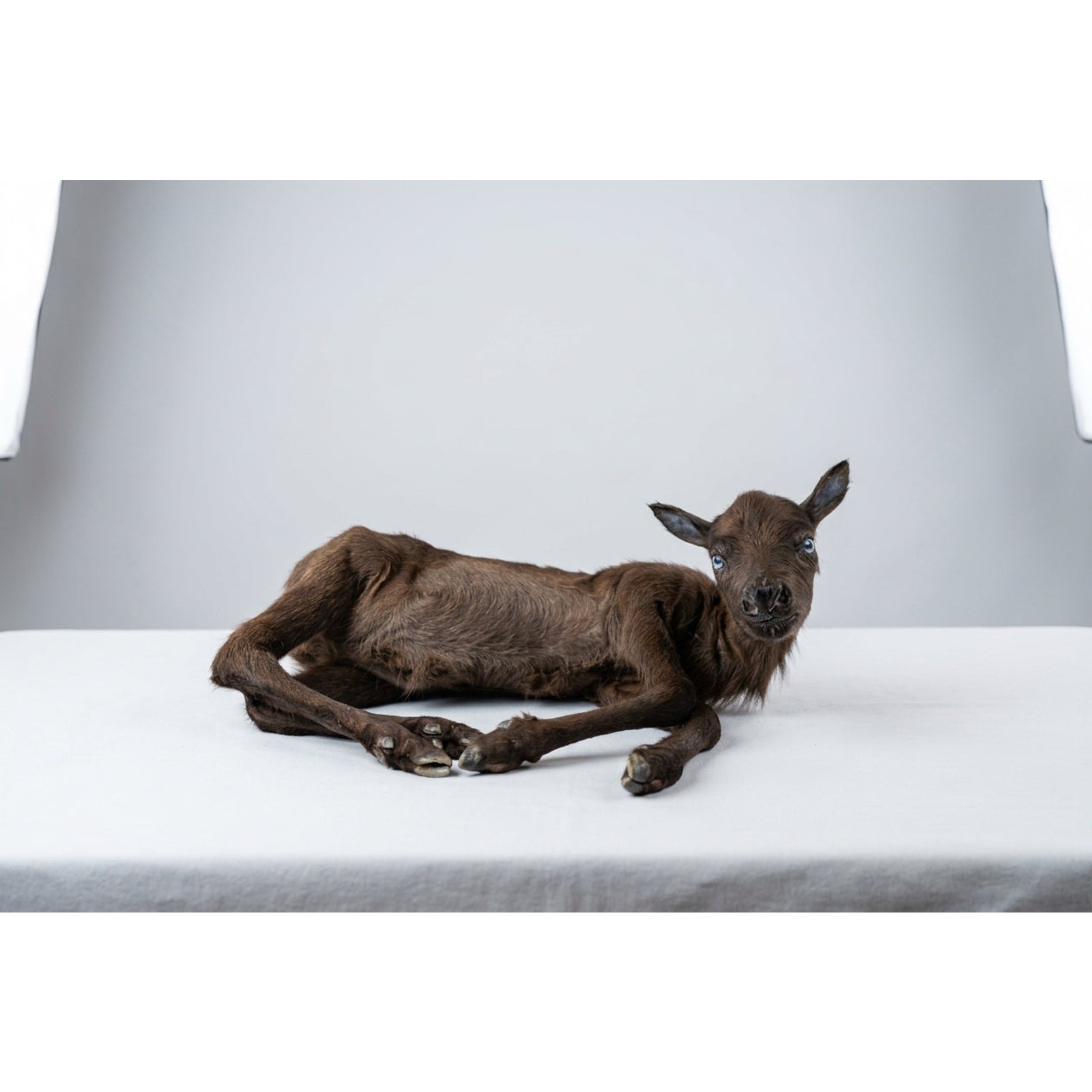 FH48B - Baby Caribou Full Body Taxidermy Mount FH48B - Baby Caribou Full Body Taxidermy Mount