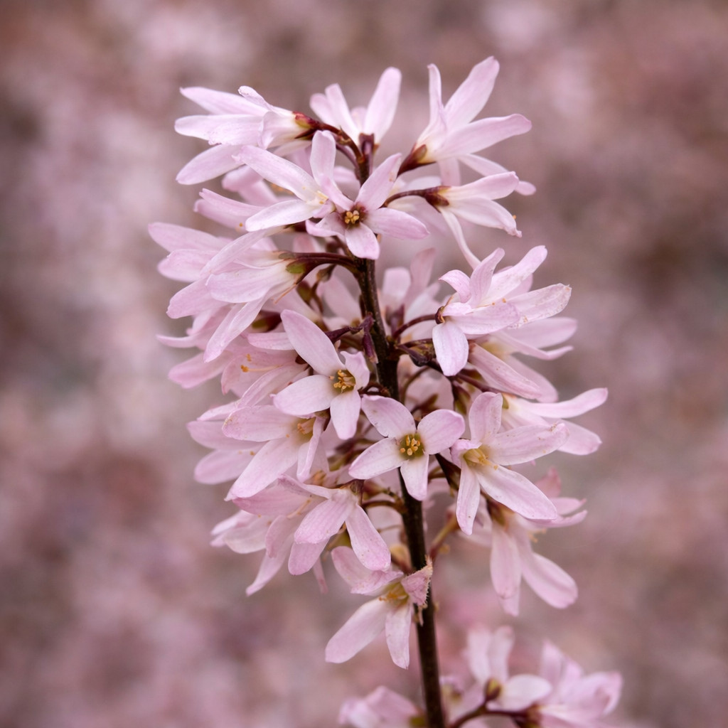 Abeliophyllum distichum cv PINKY LADY - White forsythia | Korean abelia