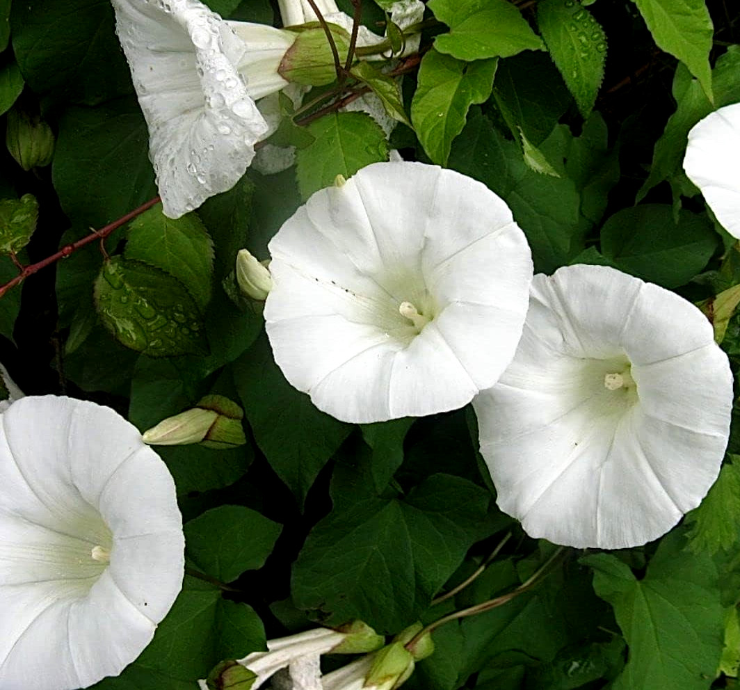 Giant White Ipomoea Moonflower  Vine Seeds 5 SEEDS BUY (4) ITEMS 