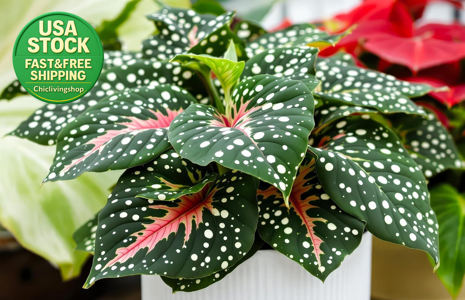 Caladium Bulbs for Planting Low Light Indoor Plant 2 Count Unique Colorful Caladium Bulbs for Planting Low Light Indoor Plant 2 Count Unique Colorful