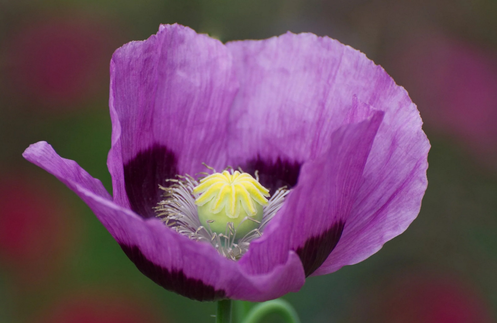 1,000 Turkish Blue Poppy Seeds P. Somniferum -BUY ONE GET ONE FREE -Giant Blooms