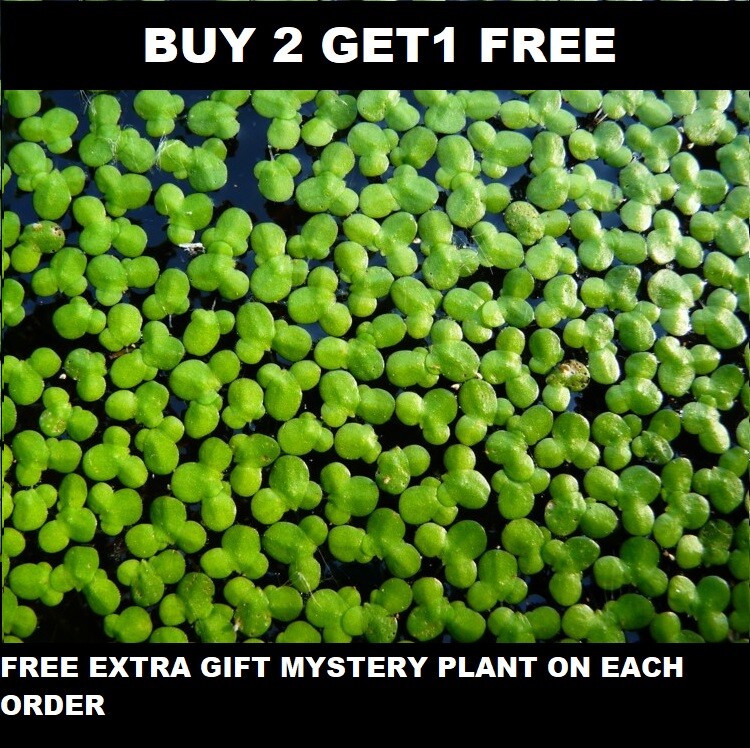 1000+ duckweed indoor grown live organic aquarium  BUY2GET1 FREE extra plant