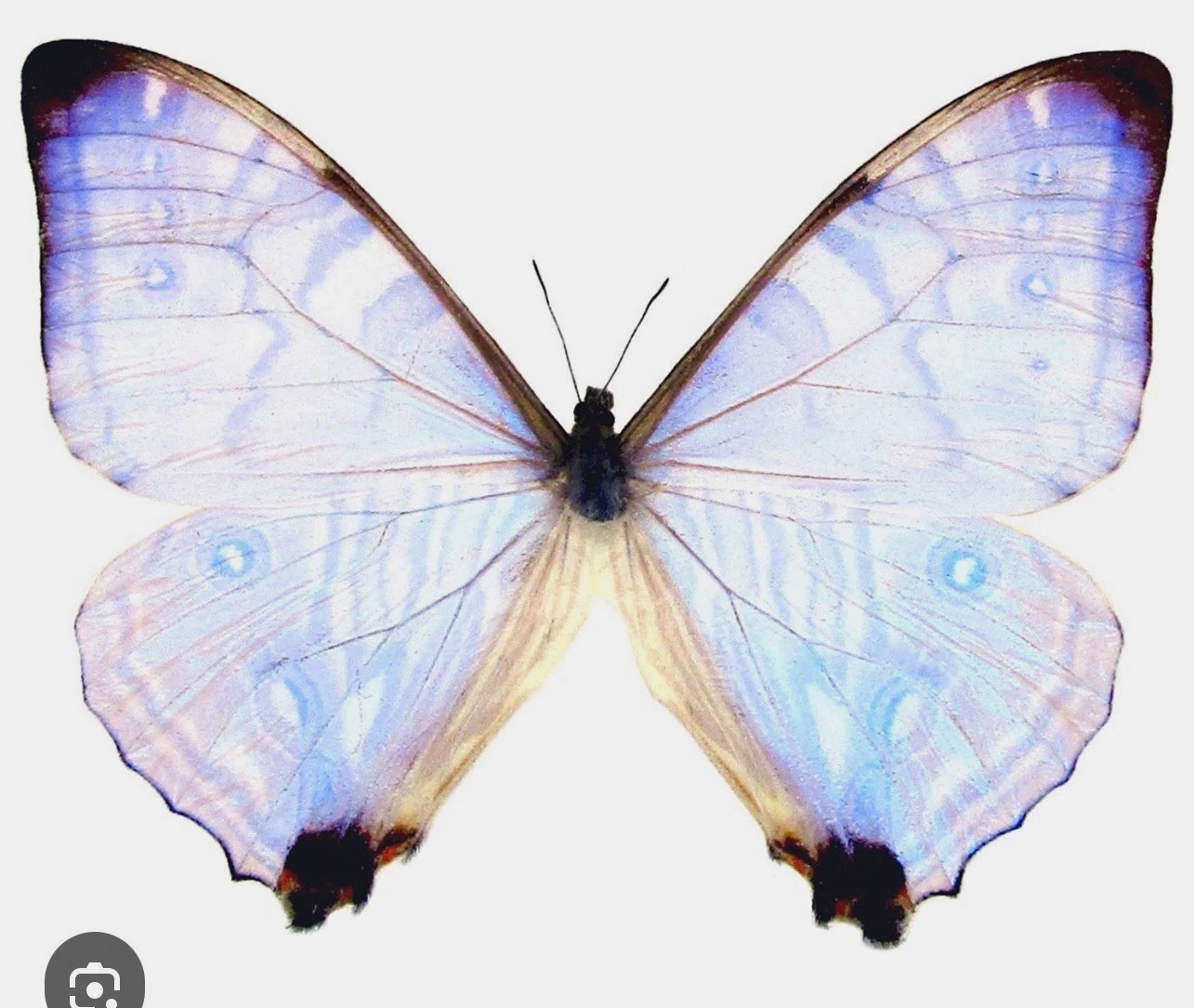 Morpho Sulkowski A1 Butterfly Specimen Collectible White Butterfly Specimen Morpho Sulkowski A1 Butterfly Specimen Collectible White Butterfly Specimen