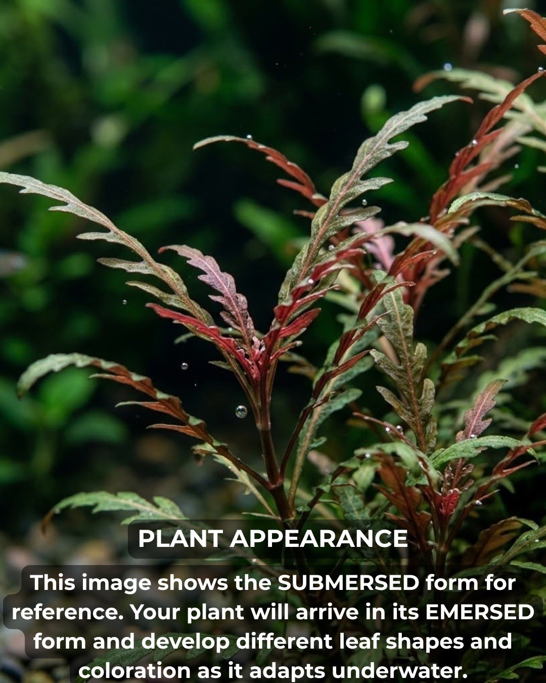 Hygrophila Pinnatifida Live Freshwater Aquarium Plants | BUY 2 GET 1 FREE