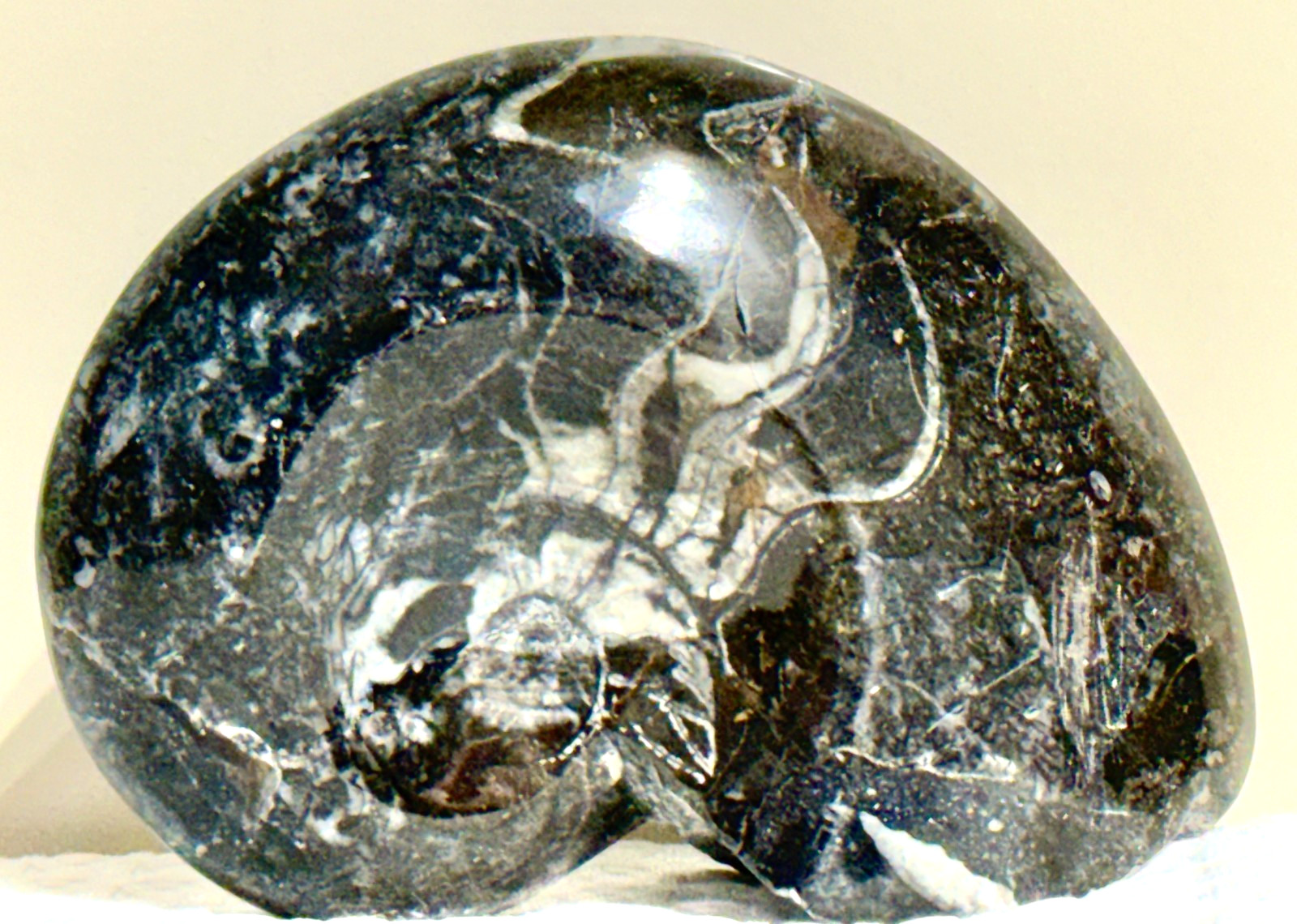 270 gr. .59 lb. Whole Free Standing Ammonite Fossil #644 270 gr. .59 lb. Whole Free Standing Ammonite Fossil #644