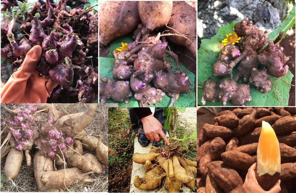 250g rhizome Of Smallanthus Sonchifolius Yacon Peruvian Ground Apple Crisp Sweet