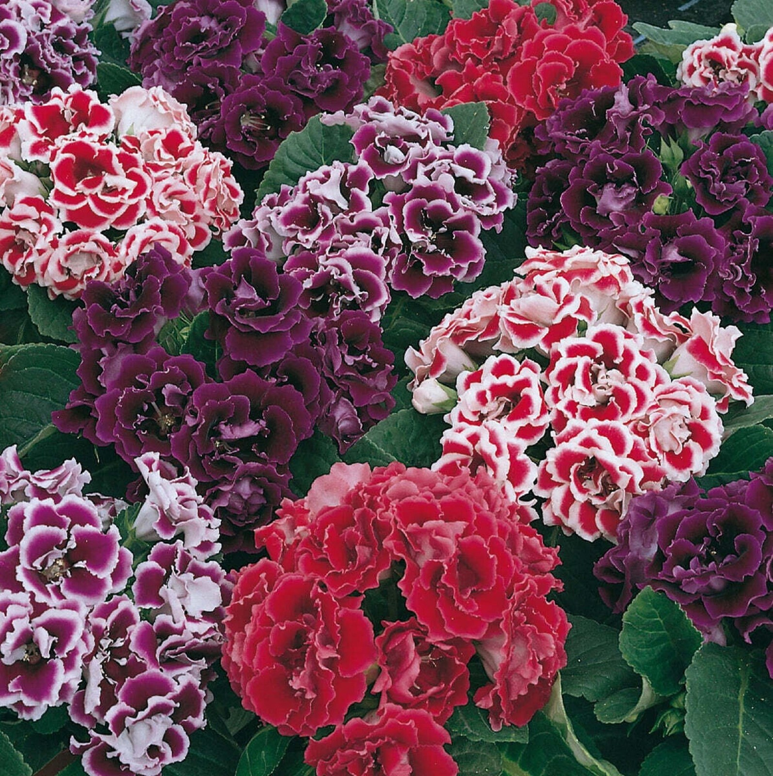 Sinningia speciosa Mix, Gloxinia Flowers Varieties - 10/20/50