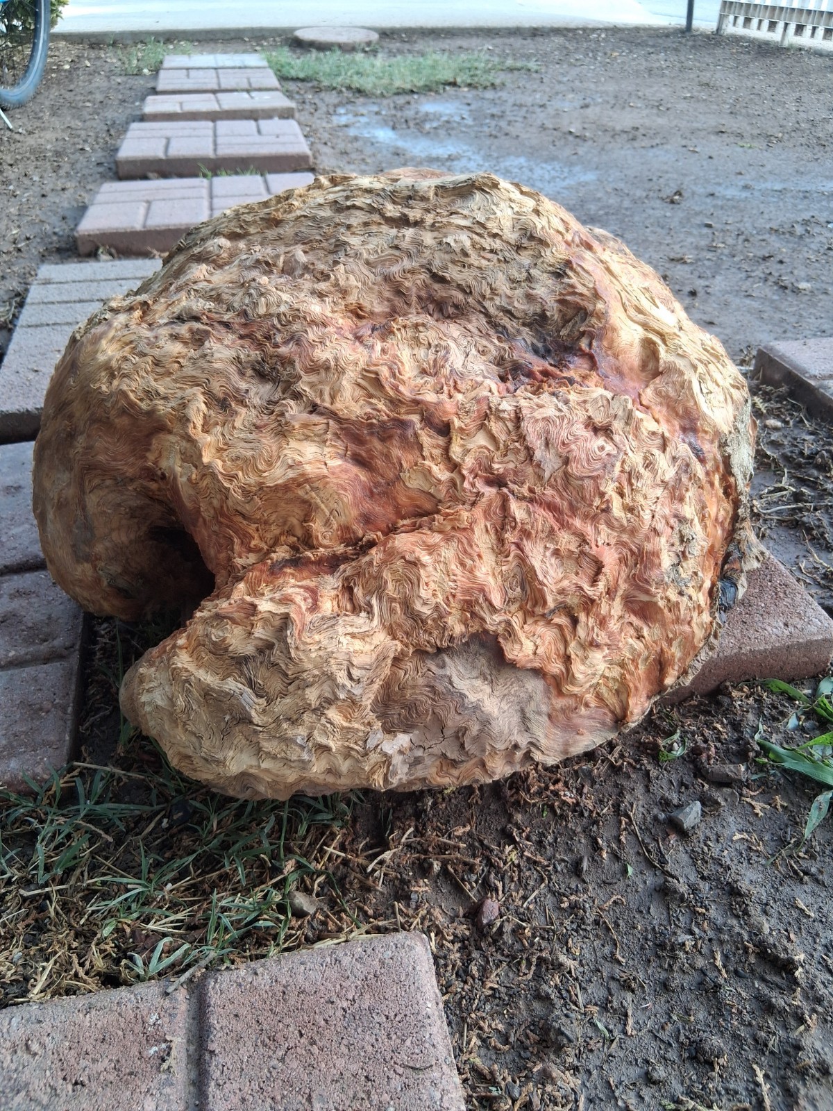 Huge Mesquite Burl CRAZY figure SOLID Heavy 24 Huge Mesquite Burl CRAZY figure SOLID Heavy 24