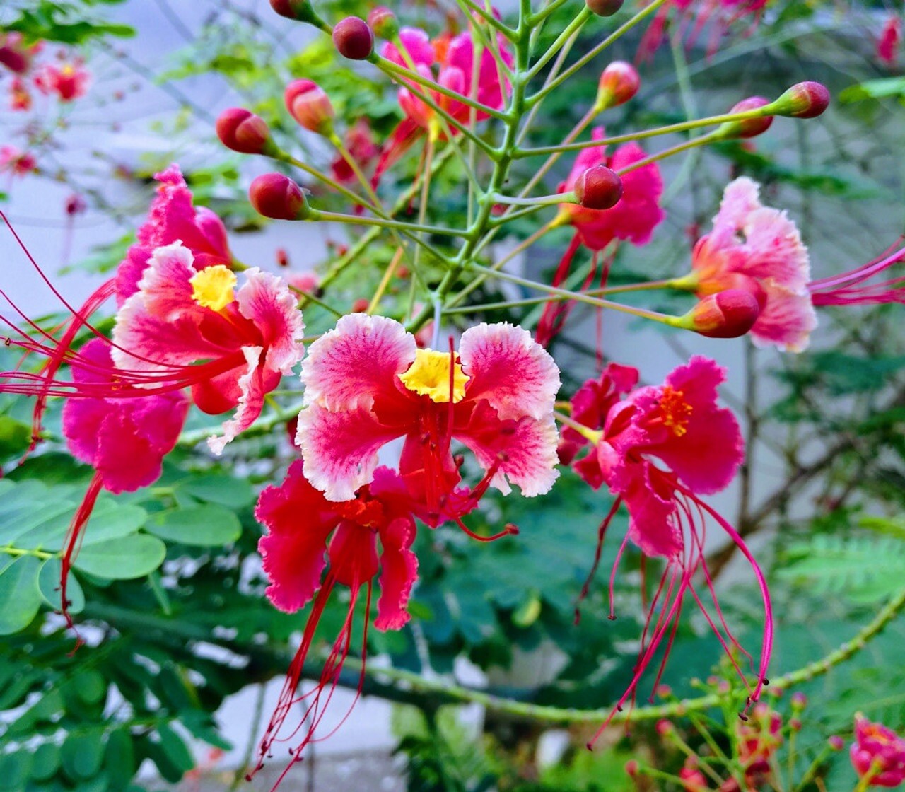 10 seeds Pink Caesalpinia Pulcherrima PRIDE OF BARBADOS Dwarf Poinciana 10 seeds Pink Caesalpinia Pulcherrima PRIDE OF BARBADOS Dwarf Poinciana