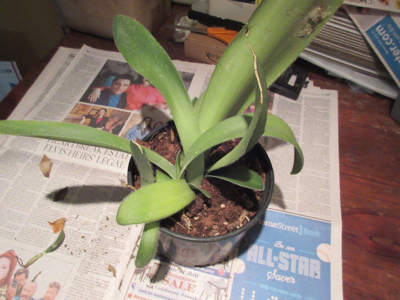 Haemanthus albiflos or Paintbrush -6 Mix Size bulbs