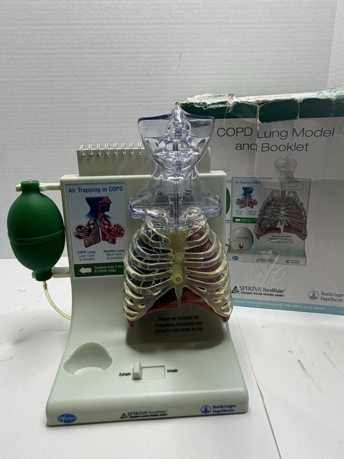 Human Lungs COPD Anatomical Pathology Model Demonstrates COPD Human Lungs COPD Anatomical Pathology Model Demonstrates COPD