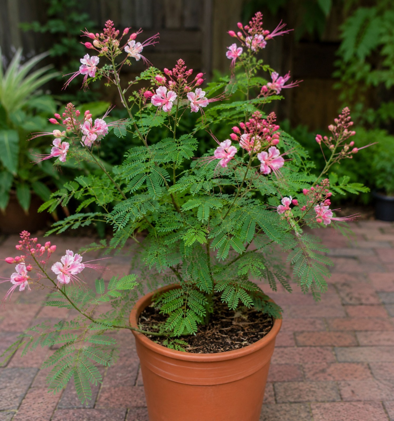 5 Tropical Pink Peacock Flower- Caesalpinia- Rare - Good for Plant Collectors